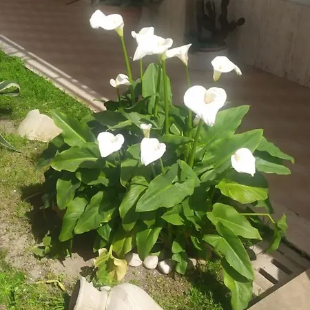 Проживание в семье Dependance Reale *