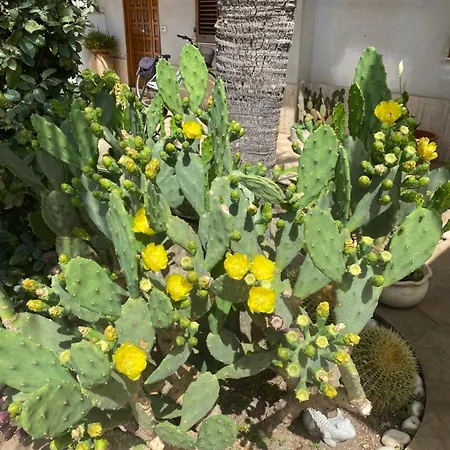 Dependance Reale * Капо-д'Орландо